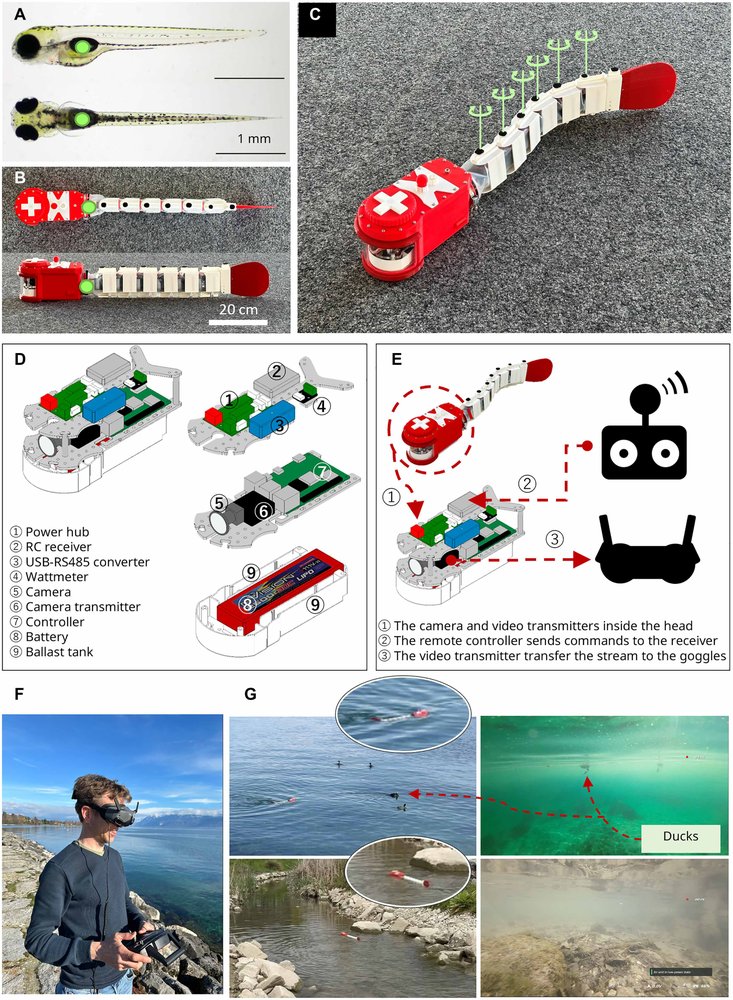Energy efficiency and neural control of continuous versus intermittent swimming in a fishlike robot Figure 1