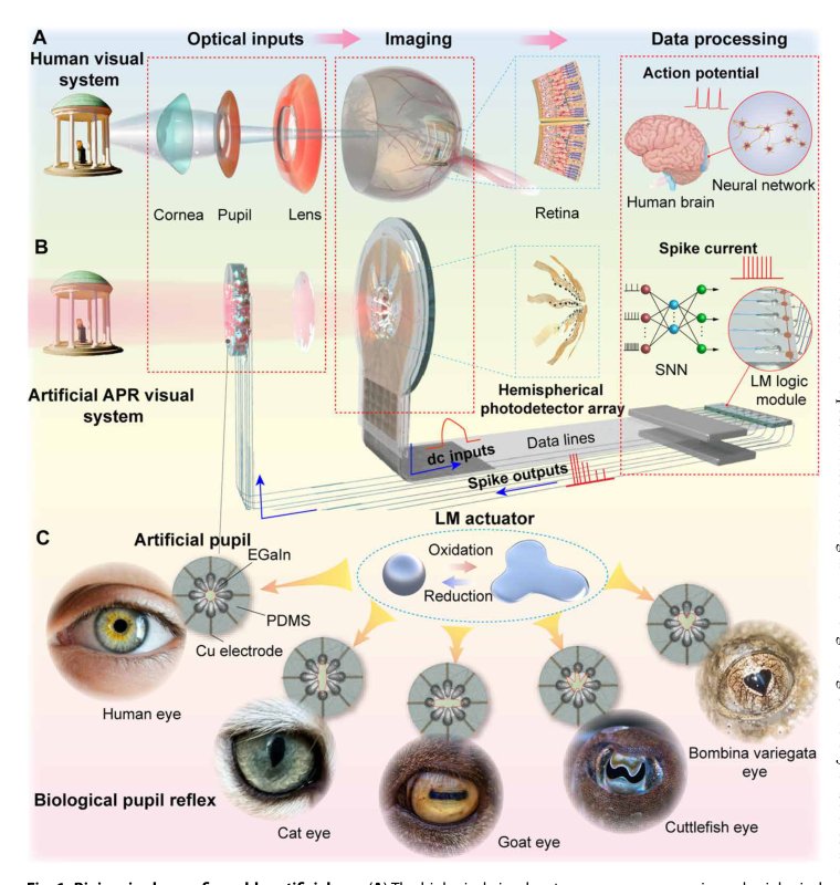 Bioinspired adaptive pupil reflex based on liquid-metal shape-shifters for machine vision Figure 1