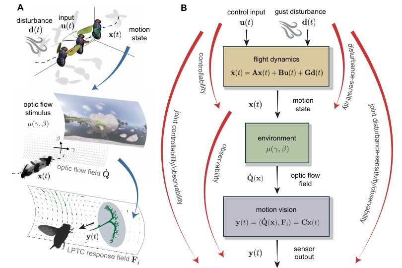 Fly motion vision maximizes signal energy transfer between mechanical input and sensor output Figure 1
