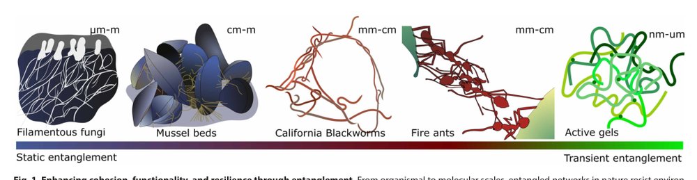 Cross-link collective: Entangled robotic matter with cohesive motion Figure 1