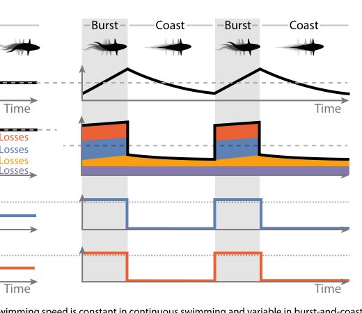 Is intermittent swimming lazy or clever? Figure 1