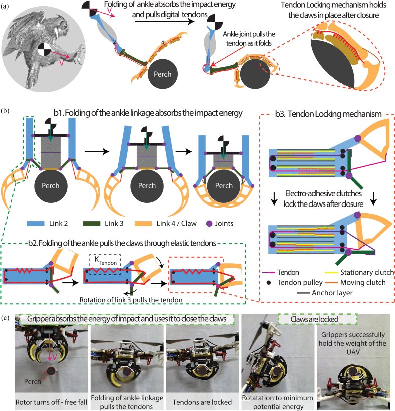 Perching and Grasping Using a Passive Dynamic Bioinspired Gripper Figure 1