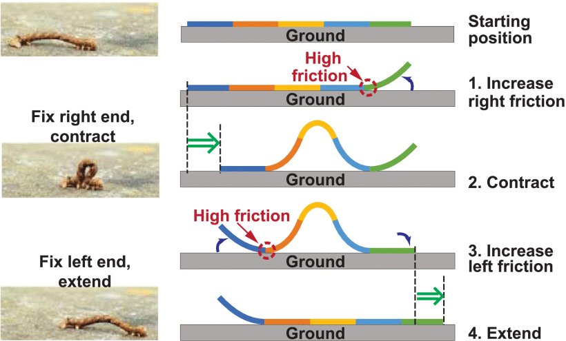 Piezoelectric Soft Robot Inchworm Motion by Tuning Ground Friction Through Robot Shape: Quasi-Static Modeling and Experimental Validation Figure 1