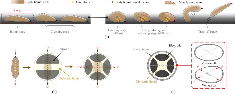 A Bioinspired Single Actuator-Driven Soft Robot Capable of Multistrategy Locomotion Figure 1