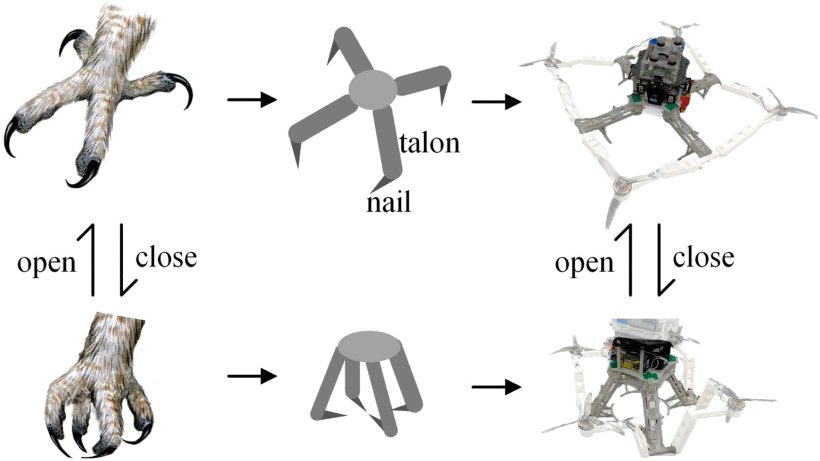Biomimetic Morphing Quadrotor Inspired by Eagle Claw for Dynamic Grasping Figure 1