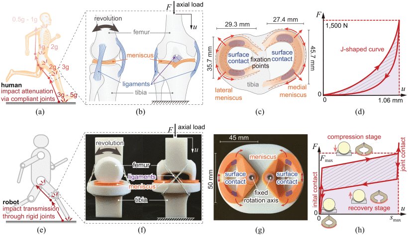 A Meniscus-Like Structure in Anthropomorphic Joints to Attenuate Impacts Figure 1