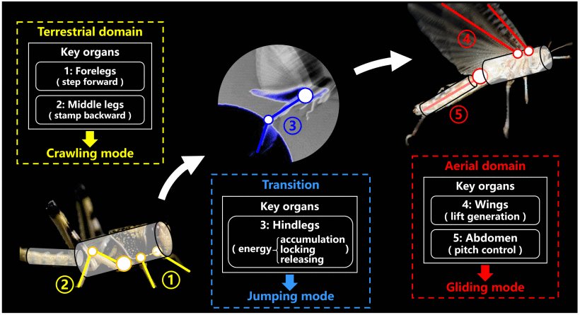 A Locust-Inspired Robot Capable of Continuous Crawl–Jump–Gliding Locomotion With Optimized Transitional Control Figure 1