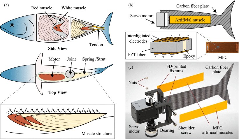 Deformation Control and Thrust Analysis of a Flexible Fishtail With Muscle-Like Actuation Figure 1