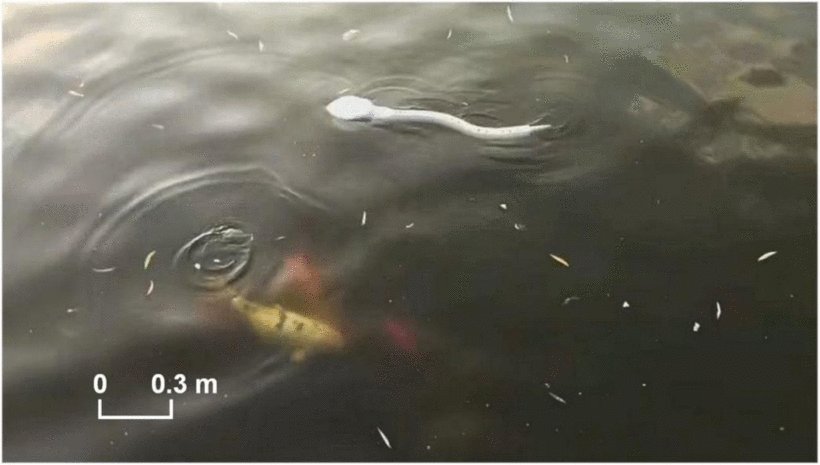 Biomimetic Underwater Soft Snake Robot: Self-Motion Sensing and Online Gait Control Figure 1