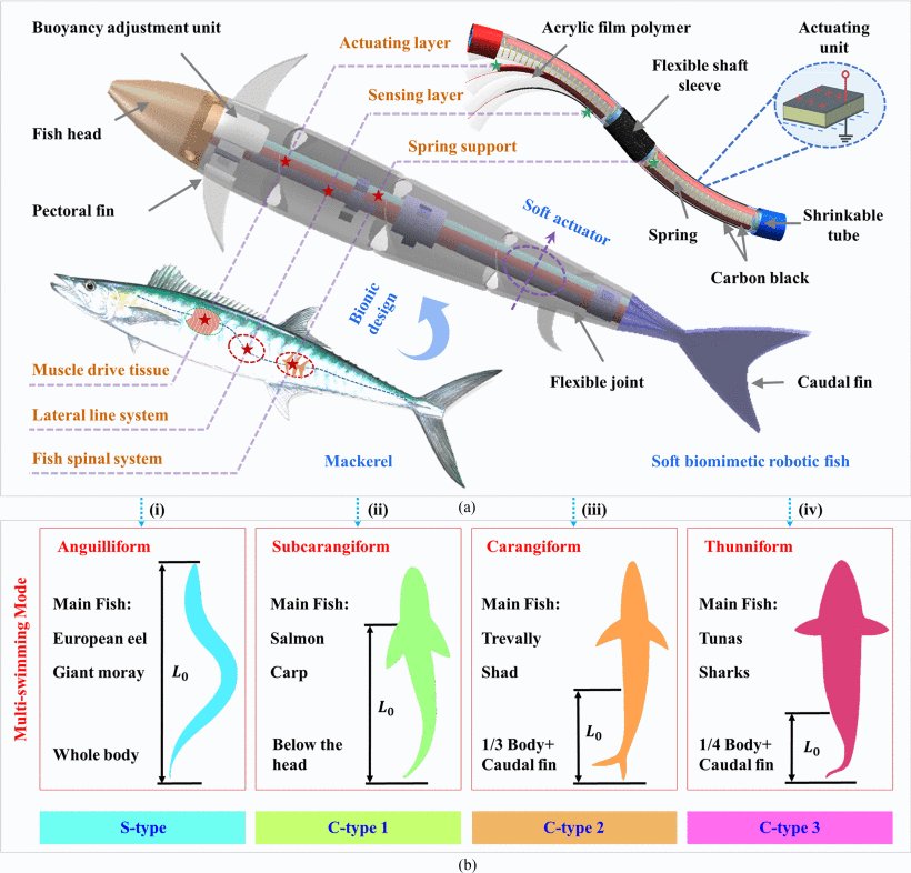 Soft Robotic Fish Actuated by Bionic Muscle With Embedded Sensing for Self-Adaptive Multiple Modes Swimming Figure 1