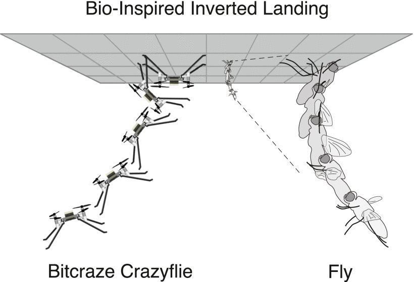 From Flies to Robots: Inverted Landing in Small Quadcopters With Dynamic Perching Figure 1