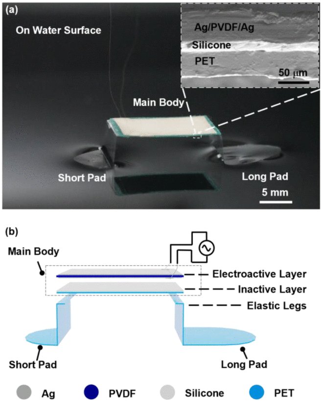 Bio-Inspired Fast-Moving and Steerable Insect-Scale Soft Aquatic Surface Robot Figure 1
