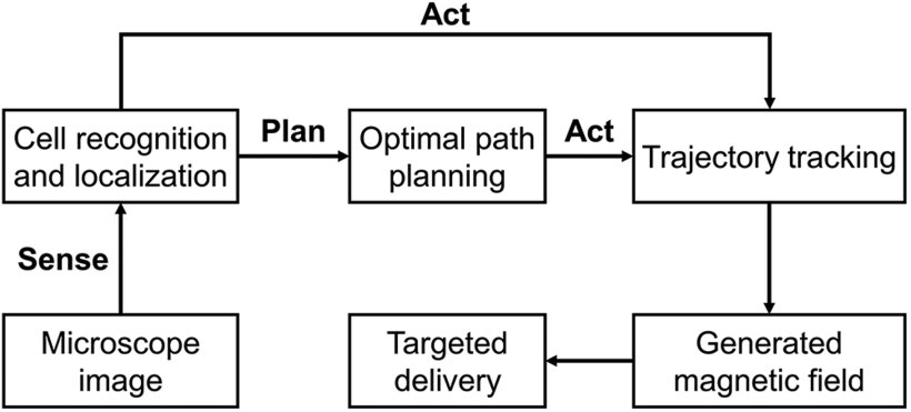 Deep Learning-Based Automatic Control of Magnetic Diatom Biohybrid Microrobots for Targeted Delivery Figure 1