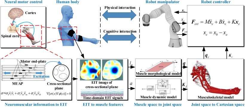 Representation of Human arm Dynamic Intents With an Electrical Impedance Tomography (EIT)-Driven Musculoskeletal Model for Human–Robot Interaction Figure 1