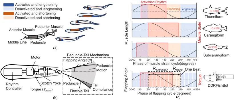 Rhythm-Based Power Allocation Strategy of Bionic Tail-Flapping for Propulsion Enhancement Figure 1