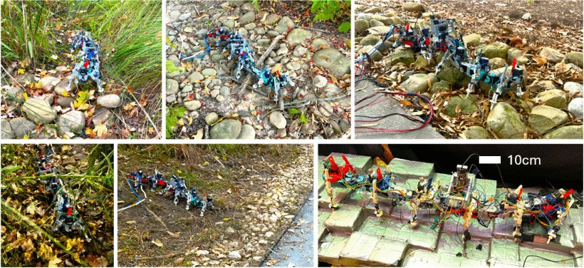 Probabilistic Approach to Feedback Control Enhances Multilegged Locomotion on Rugged Landscapes Figure 1