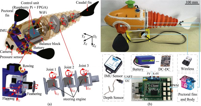 Identification Modeling and Trajectory Tracking of Robotic Fish With Synergistic Fins-Body Figure 1