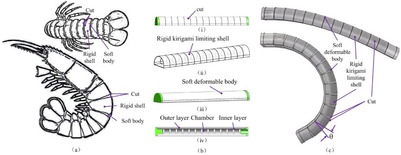 Design, Modeling, and Application of Bioinspired High-Force-Output Soft Pneumatic Bending Actuator Figure 1