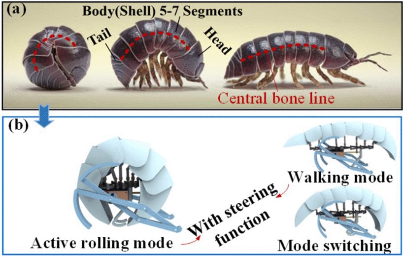 A Pill Bug-Inspired Two-Mode Mobile Robot Covered With Sliding Curvy Shells Figure 1
