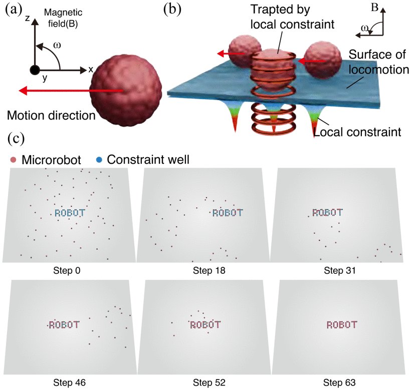 Patterned Assembly of Multibiological Robots With Global Input Figure 1